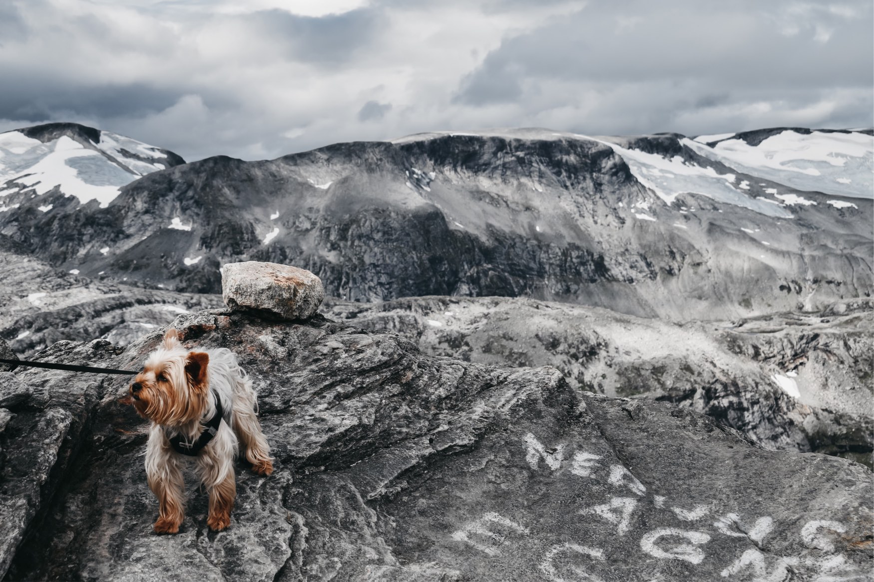 A small dog standing on top of a mountain with other mountains in the background
