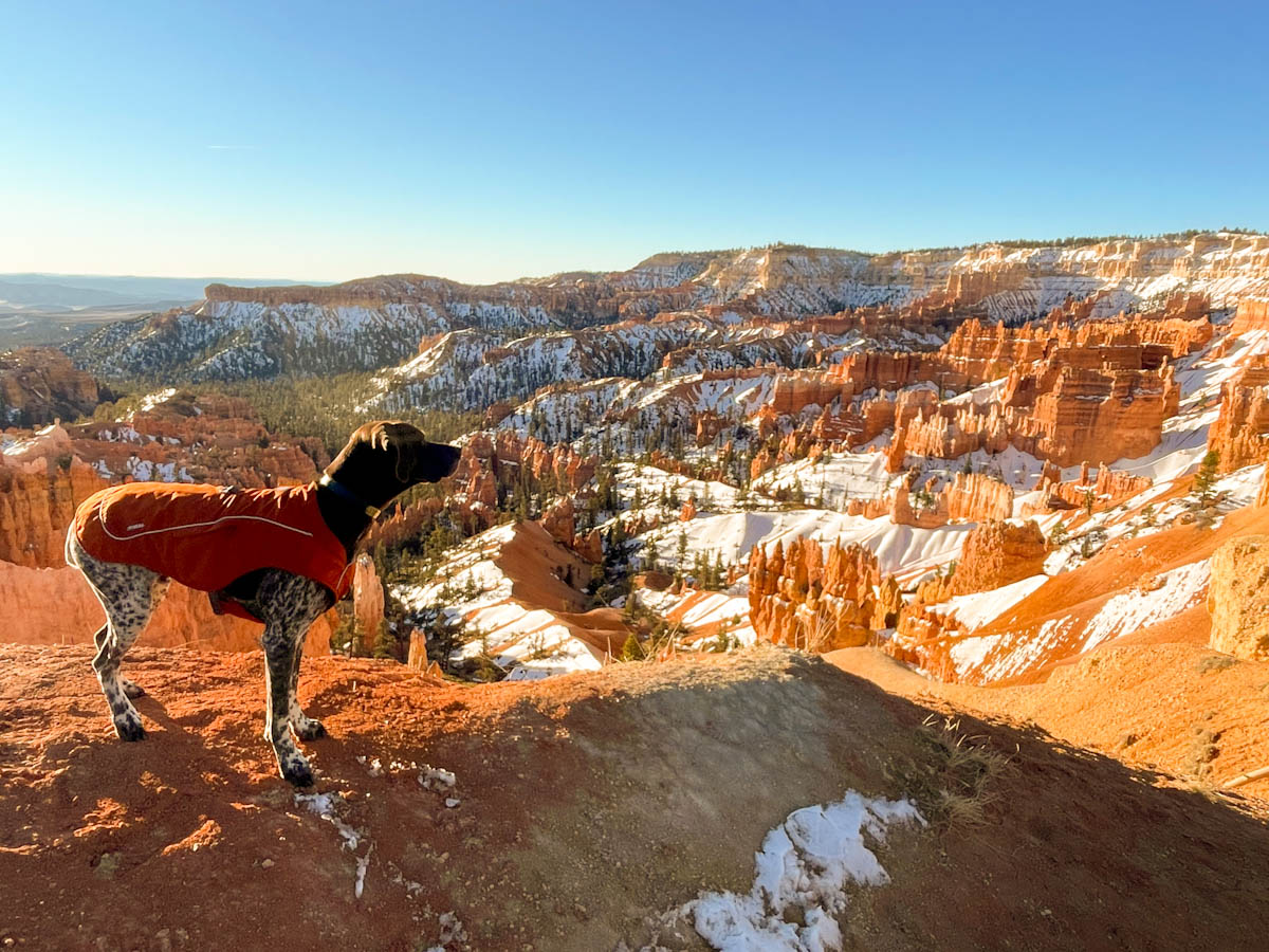 A german shorthaired pointer dog overlooking Bryce Canyon